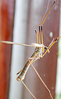 photograph of European Crane Fly (Tipula paludosa)