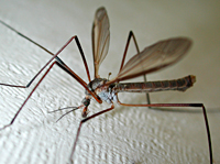 Tipula paludosa