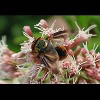 Foto van Phasia hemiptera