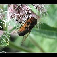 Photograph of Phasia hemiptera