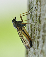 foto van Gewone Snipvlieg, Rhagio scolopaceus