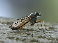 photo of Common Down-looking Fly, Rhagio scolopaceus