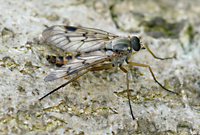 foto van Gewone Snipvlieg, Rhagio scolopaceus