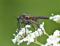 Photograph of Empis tessellata