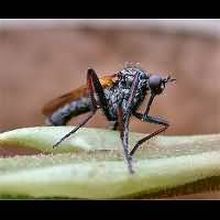 Photograph of a balloon fly