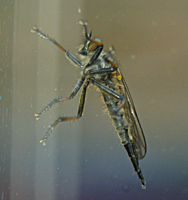 picture of Common Awl Robberfly