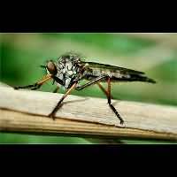 picture of Common Awl Robberfly