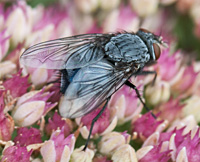 foto van Roodwangbromvlieg, Calliphora vicina