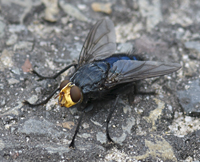 picture of  , Cynomya mortuorum