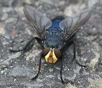 picture of  , Cynomya mortuorum