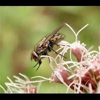 Pollenia sp.