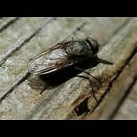 Flesh Fly