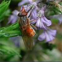 Photograph of Rhingia campestris