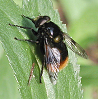 picture of Volucella bombylans pretending to be Bombus lapidarius