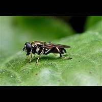 Foto van gewone rode bladloper