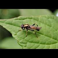 Foto van gewone rode bladloper