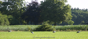 foto van ciconia ciconia in een weiland