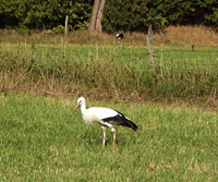 foto van ciconia ciconia