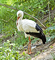 photograph of ciconia ciconia