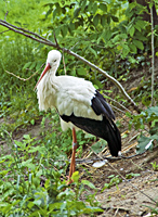 photograph of ciconia ciconia