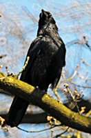 Carrion Crow