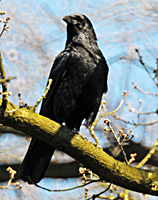 Carrion Crow