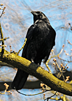 Carrion Crow