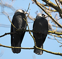 foto van kauw / kauwtje, Corvus Monedula