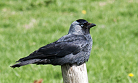 photo5 of Jackdaw, Corvus Monedula