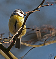 foto van een pimpelmeesje (Cyanistes caeruleus)