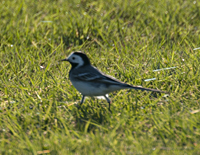 photo of White Wagtail, Motacilla Alba