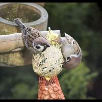 Tree Sparrow