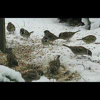 Passer montanus