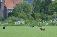 photo of Northern Lapwing (Vanellus vanellus)