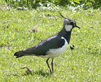 photo of Northern Lapwing (Vanellus vanellus)