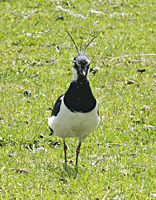 photo of Northern Lapwing (Vanellus vanellus)