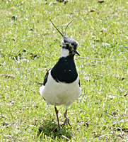 photo of Northern Lapwing (Vanellus vanellus)