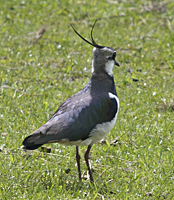 foto van een kievit (Vanellus vanellus)