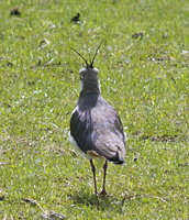 photo of Northern Lapwing (Vanellus vanellus)