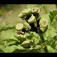 picture Black Bean Aphid