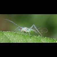 Photograph of an unidentified Aphid