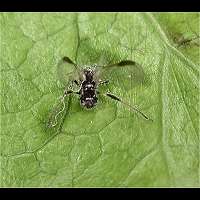 Photograph of an unidentified Aphid