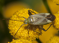 photograph of the Alfalfa Plant Bug, Adelphocoris lineolatus