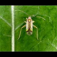 picture Campyloneura virgula