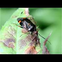 picture of Deraeocoris ruber