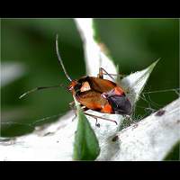 picture of Deraeocoris ruber