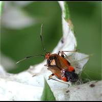 foto Deraeocoris ruber