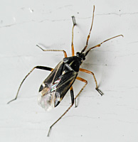 foto Harpocera thoracica