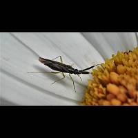 picture Heterotoma planicornis