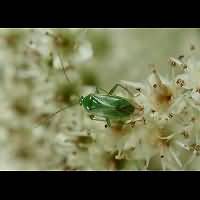 foto Lygocoris pabulinus